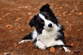 Factors to Consider Before Buying a Border Collie Puppy