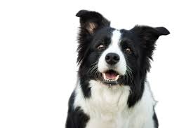 Factors to Consider on Border Collie as a protective Dog