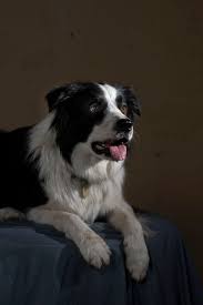 Frequently Asked Questions (FAQs) about Border Collies IQ and intelligence
