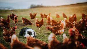 Frequently Asked Questions (FAQs) about Border Collies Protecting Chickens