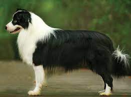 Frequently Asked Questions (FAQs) about Border collies death and health problems