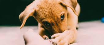 Frequently Asked Questions (FAQs) about Worm Medicine For Puppies