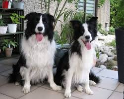 Growth Phases of Border Collies