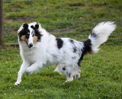 Photo of Harlequin Rough Collie: A Unique and Beautiful Canine Companion