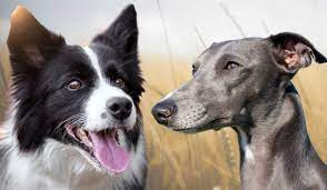 Health Considerations of Whippet Border Collie Cross