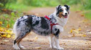Photo of Healthy Double Merle: Caring for These Special Dogs