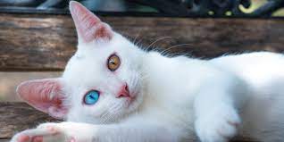 Heterochromia Eyes in Cats