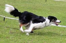 Photo of How Fast Can Border Collie Run