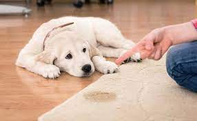 How to Get Dog Urine Out of the Carpet