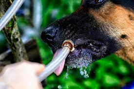 How to Monitor Water Intake of your German Shepherd