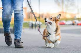 Photo of How to Train a Puppy to Walk on a Leash