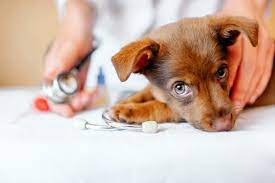 Importance of Worm Medicine for Puppies