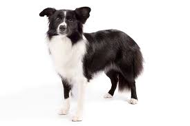 Is Border Collie Available In India