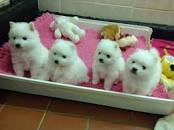 Photo of Japanese Spitz Puppies: Adorable, Loyal, and Intelligent Puppies