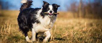 Local Pet Stores for buying Border collie puppies
