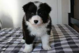 Online Marketplaces for Border Collie Puppies