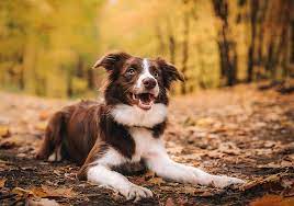Physical and Behavioral Changes During Growth in Border collies
