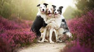 Physical and Emotional Well-being of Border Collies