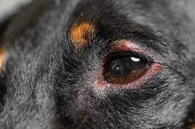 Photo of Pink Eye in Dogs: Home Remedies