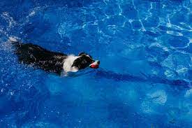 Precautions to Consider while Border collies swimming