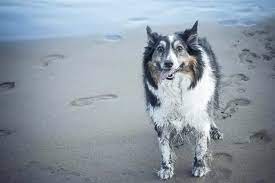 Prevention and Remedies for Odor in Border Collies