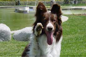 Prevention of Border Collie Collapse