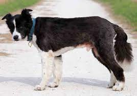 Prevention of Hair Loss in Border Collies