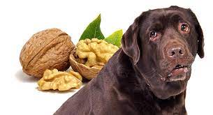 Promoting Heart Health Walnuts as a Dog's Ally