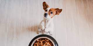 Photo of Pros and Cons of All Life Stages Dog Food