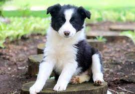Pros and cons of purchasing Border Collies from pet stores