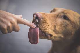 Reasons Why Dogs Lick and Nibble