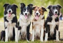 Photo of Show Border Collie vs. Working Border Collie