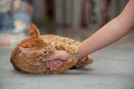 The meaning behind a Cat licking your hand