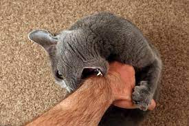 The sensation of a Cat licking your hand