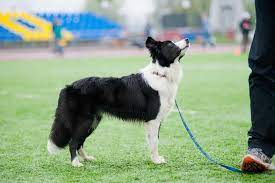 Tips for Supporting Healthy Growth in Border collies