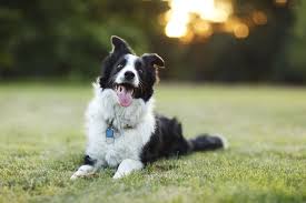 Tips for Training and Keeping a Border Collie Mentally Engaged