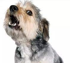 Tips to Reduce Excessive Shih Tzu Barking