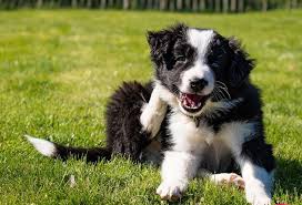 Training Challenges for Border Collies