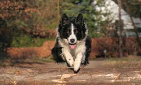 Treatment and Management of Border Collie Collapse
