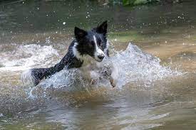 Water as a Source of Entertainment for Border collies