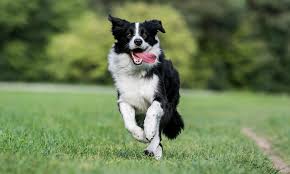 What Do Border Collies Cost