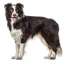 Photo of What Does Border Collie Look Like