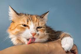 Photo of What Does It Mean When a Cat Licks Your Hand
