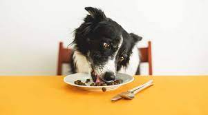 What Food do Border Collies need and love