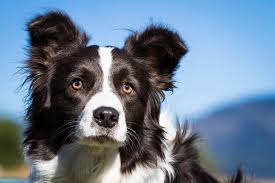 Photo of What Not To Do With Border Collies