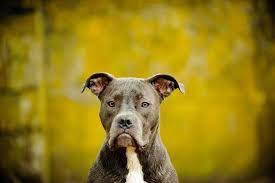 What Type of Pitbull is a Blue Nose