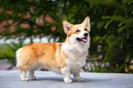 Photo of What is a Corgi Dog Mixed With?