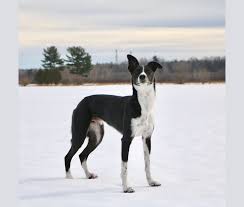 What is a Whippet Border Collie Cross