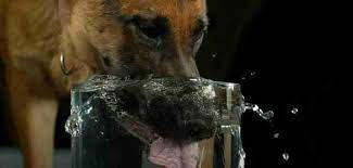When to Be Concerned when German Shepherd drink so much water