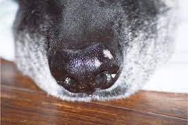 White Spots On Dog Nose